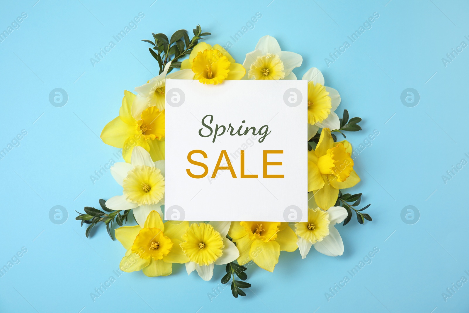 Image of Spring Sale card and narcissi on light blue background, top view. Seasonal discount