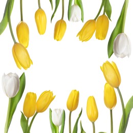 Image of Frame of beautiful tulips on white background