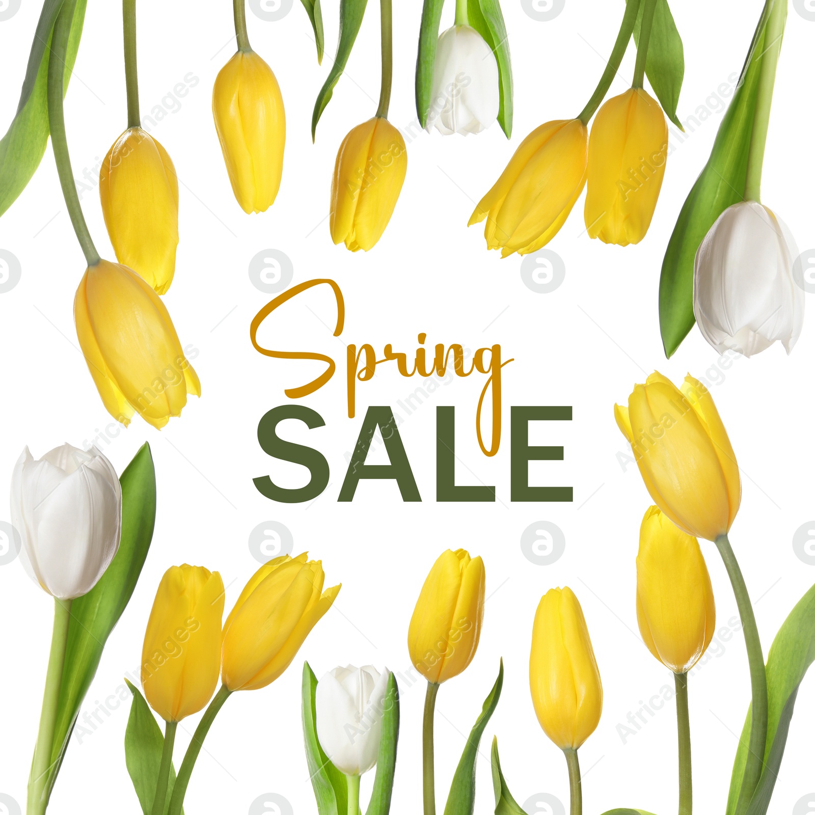 Image of Spring Sale flyer design with beautiful tulips on white background. Seasonal discount