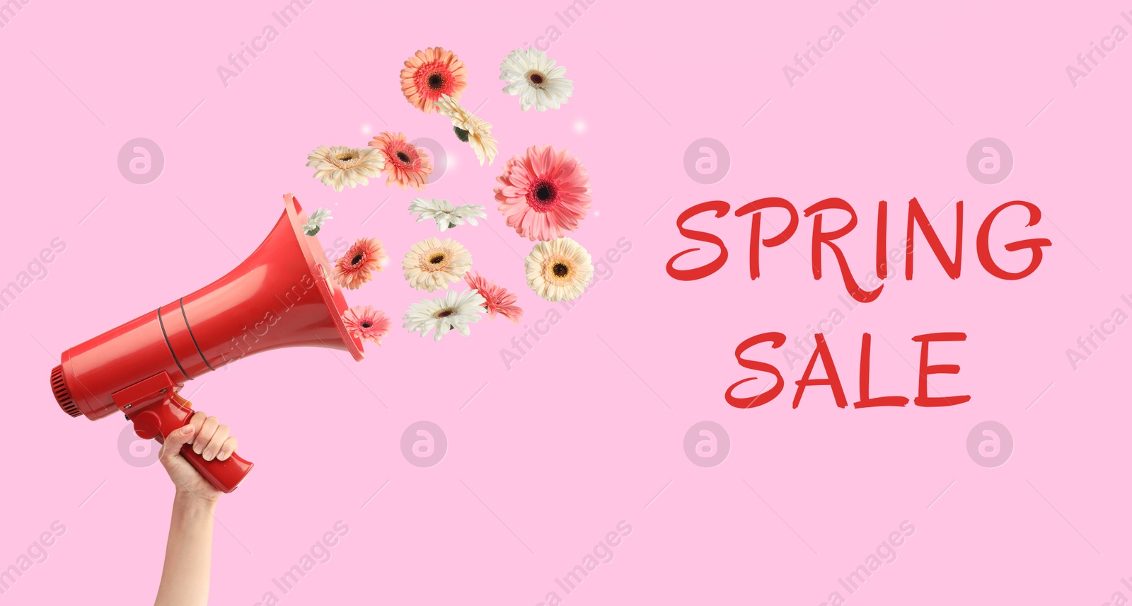 Image of Spring Sale flyer design with gerbera flowers flying out of red loudspeaker in woman's hand on pink background. Seasonal discount