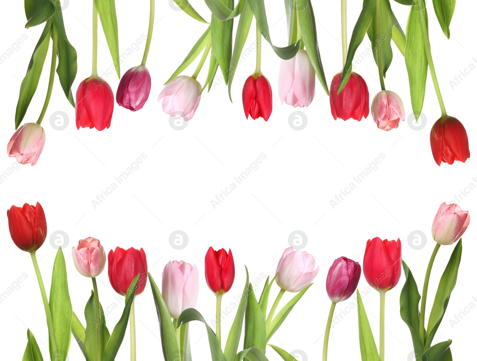 Image of Frame of beautiful tulips on white background