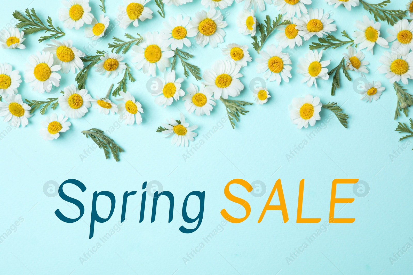 Image of Spring Sale flyer design with gentle chamomile flowers on light blue background, top view. Seasonal discount