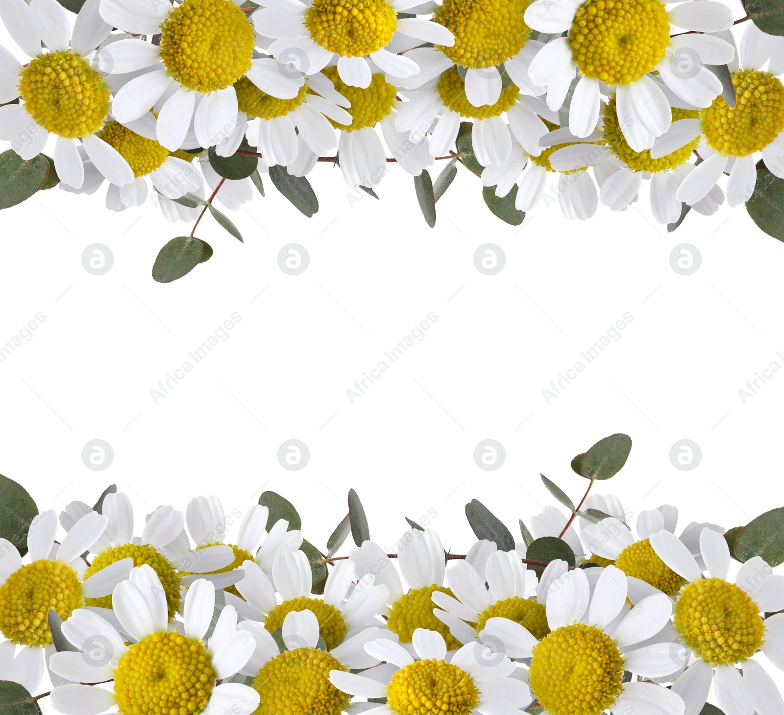 Image of Beautiful chamomile flowers and eucalyptus branches on white background