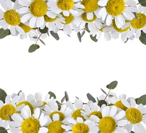 Image of Beautiful chamomile flowers and eucalyptus branches on white background