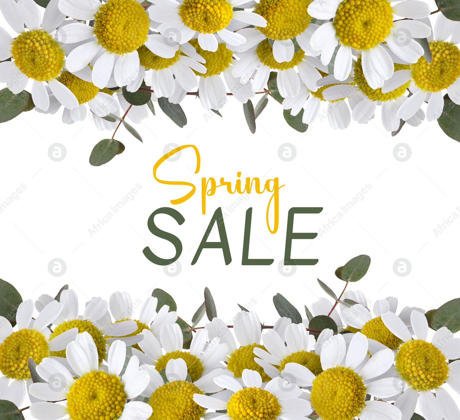 Image of Spring Sale flyer design with chamomile flowers on white background. Seasonal discount