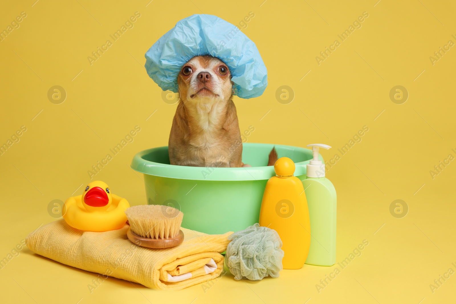 Photo of Cute funny dog with shower cap and different accessories for bathing on yellow background