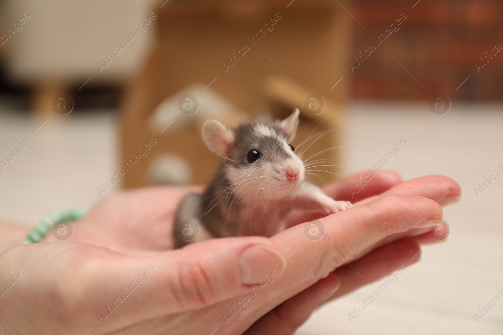 Photo of Woman with cute rat at home, closeup