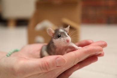 Woman with cute rat at home, closeup