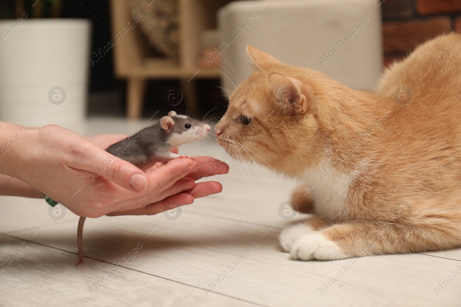 Photo of Woman introducing cat with rat on floor at home, closeup