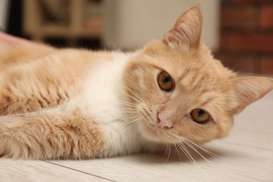 Photo of Adorable cat on floor at home, closeup