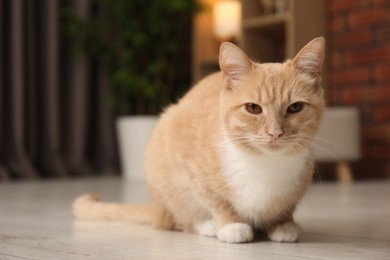 Photo of Adorable cat on floor at home, space for text