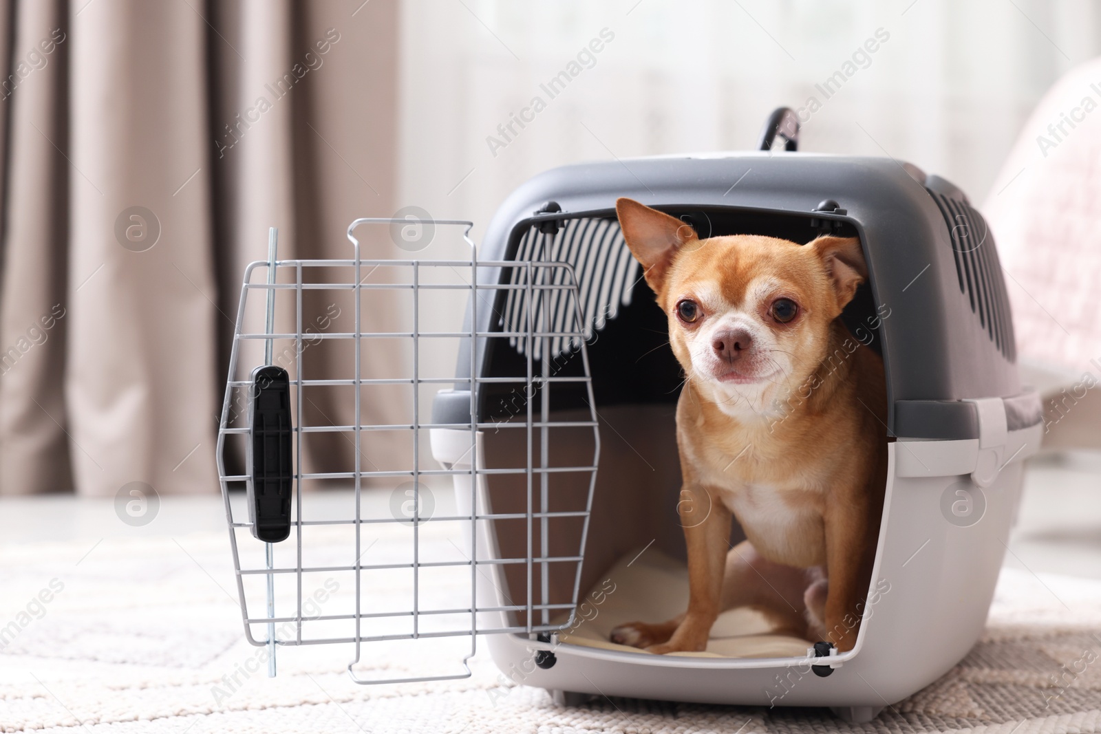 Photo of Adorable dog in pet carrier on floor indoors