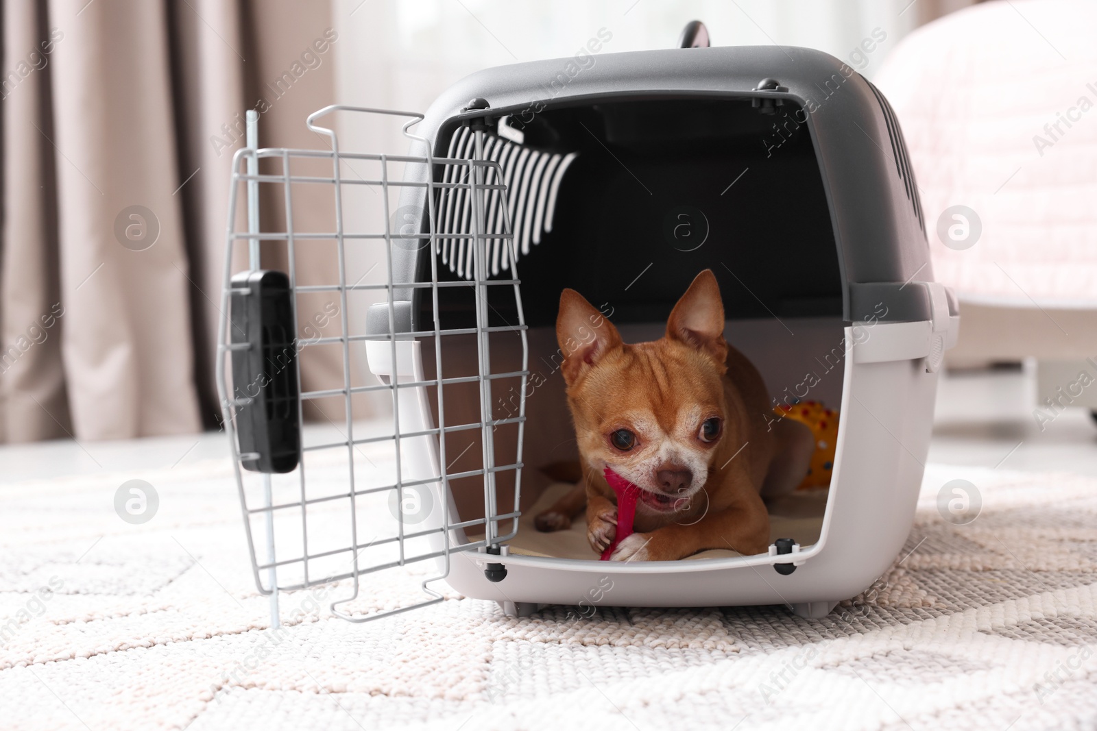 Photo of Adorable dog in pet carrier on floor indoors