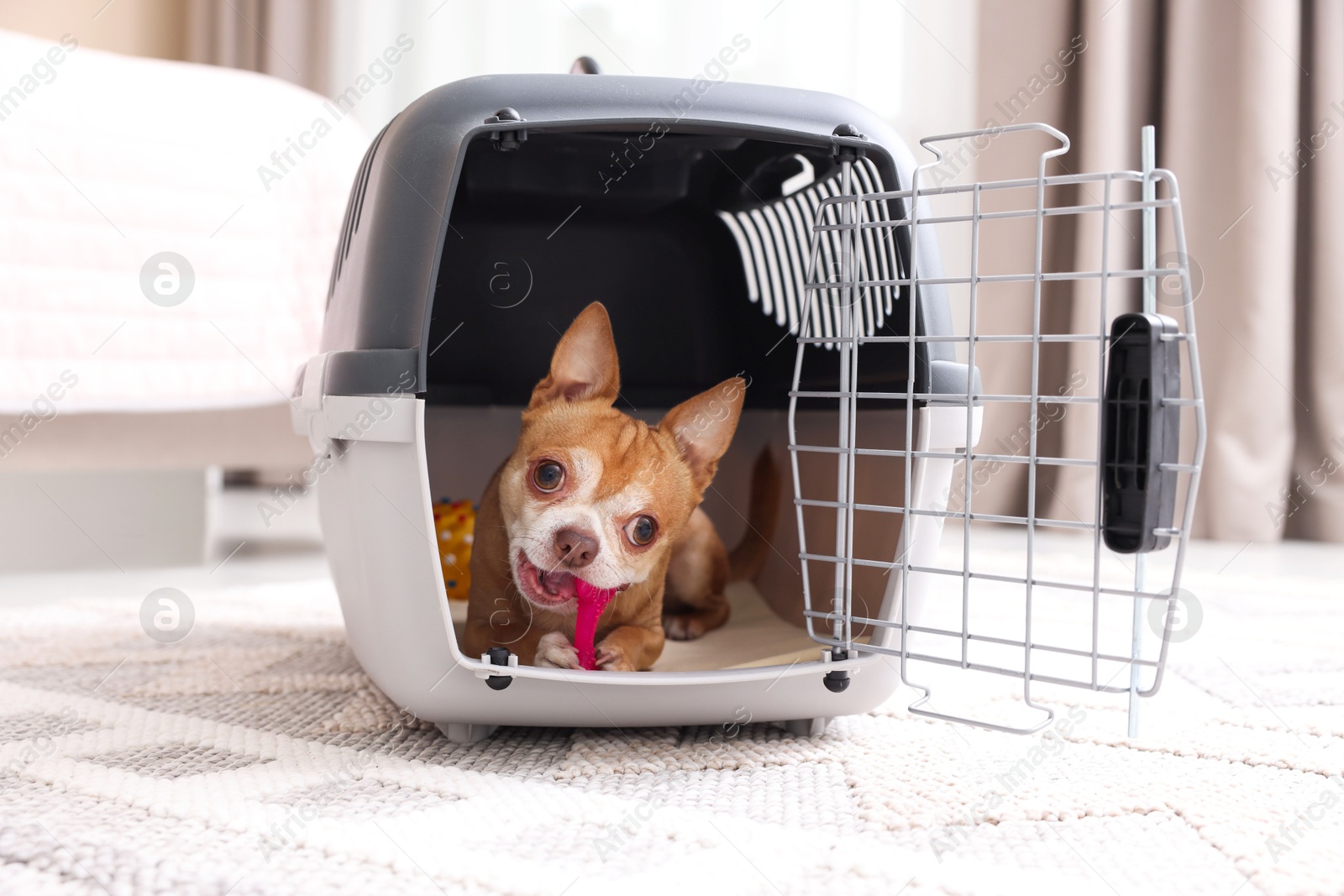 Photo of Adorable dog in pet carrier on floor indoors