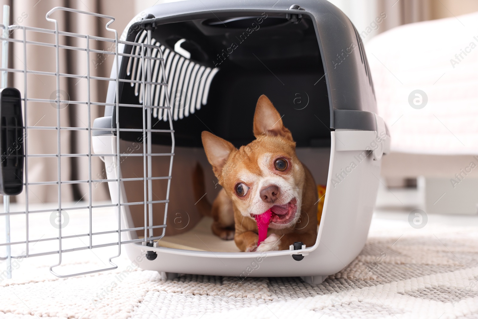 Photo of Adorable dog in pet carrier on floor indoors