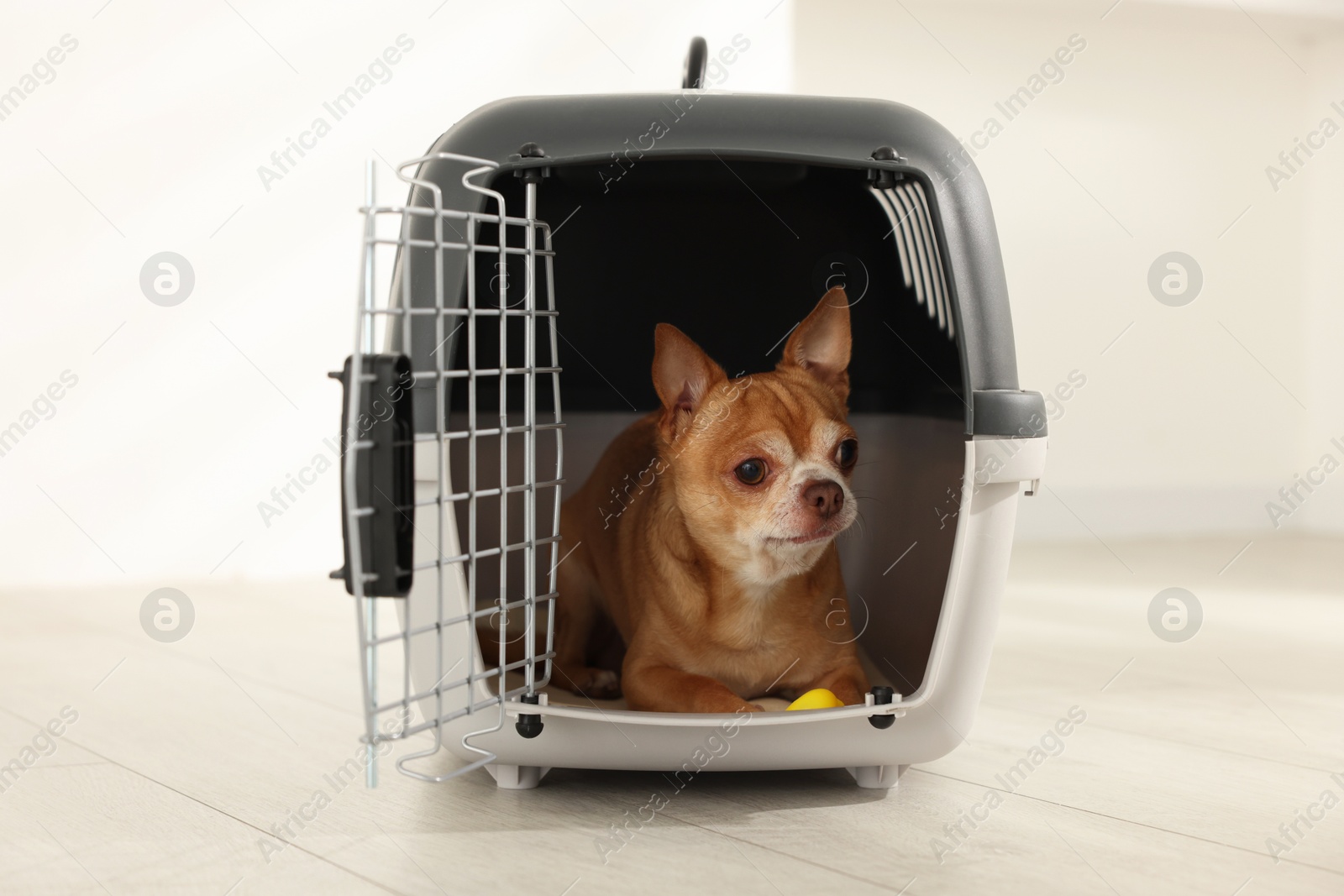 Photo of Adorable dog in pet carrier on floor indoors