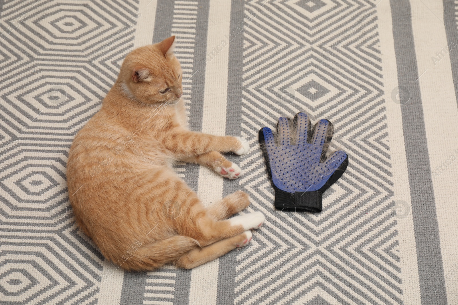 Photo of Cute ginger cat and grooming glove with pet's hair on floor