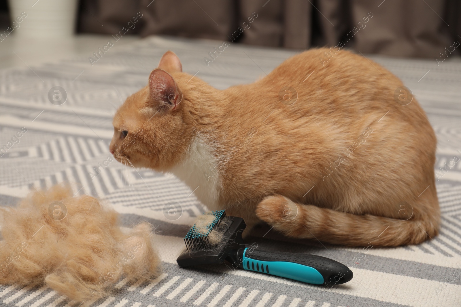 Photo of Cute ginger cat, brush and pile of pet's hair on floor at home