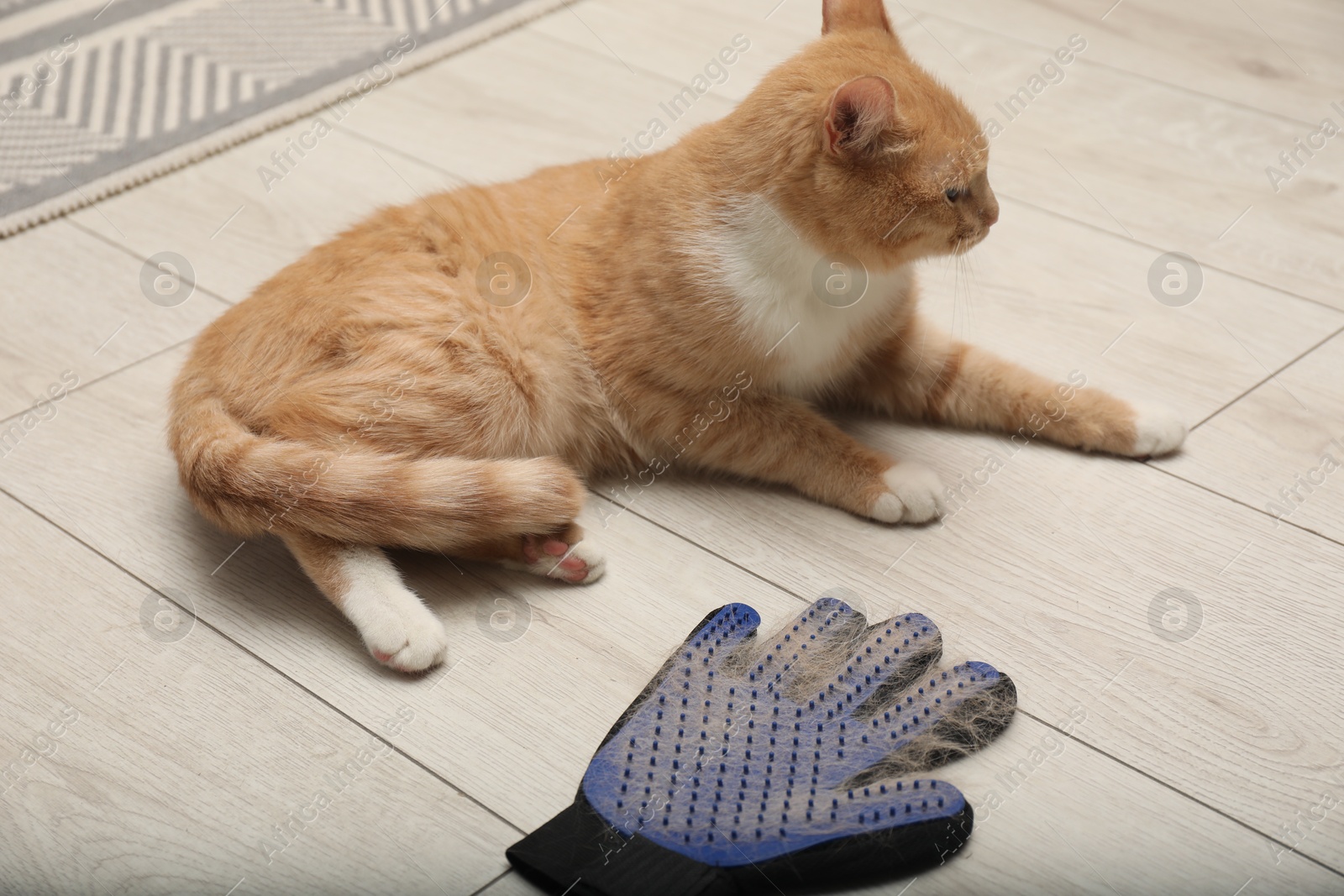 Photo of Cute ginger cat and grooming glove with pet's hair on floor