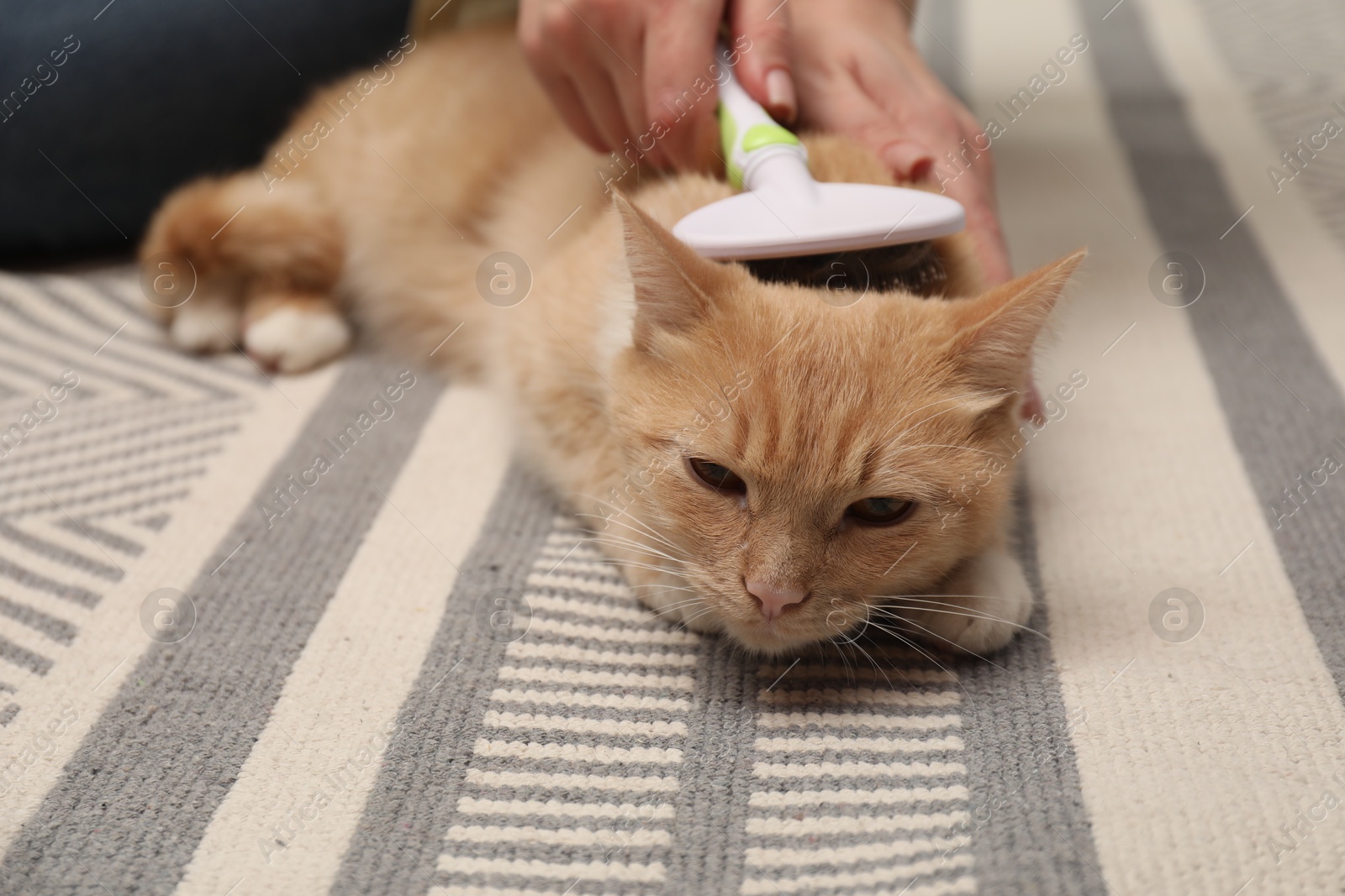 Photo of Woman brushing cat's hair on floor, closeup. Pet grooming