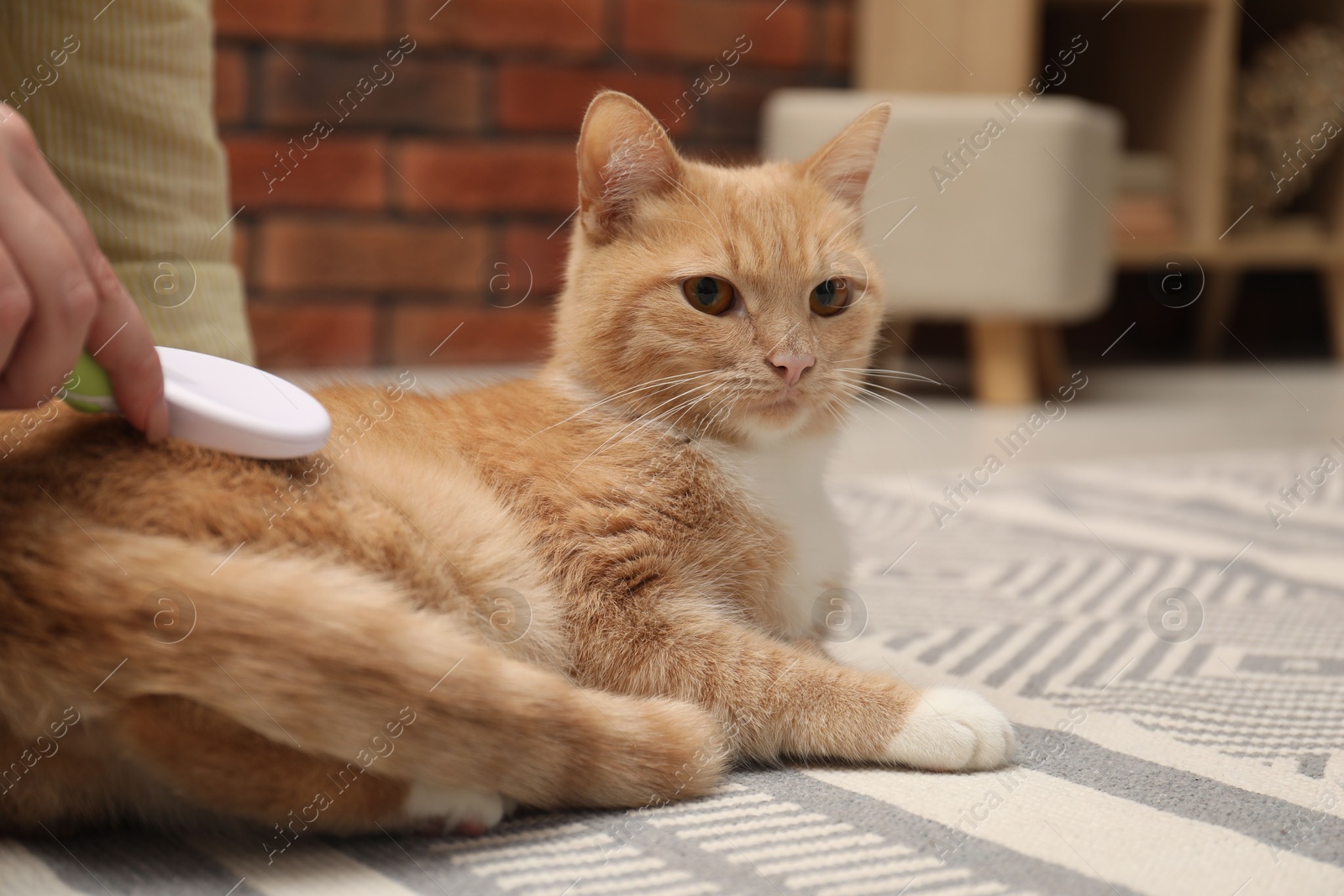 Photo of Woman brushing cat's hair on floor at home, closeup. Pet grooming