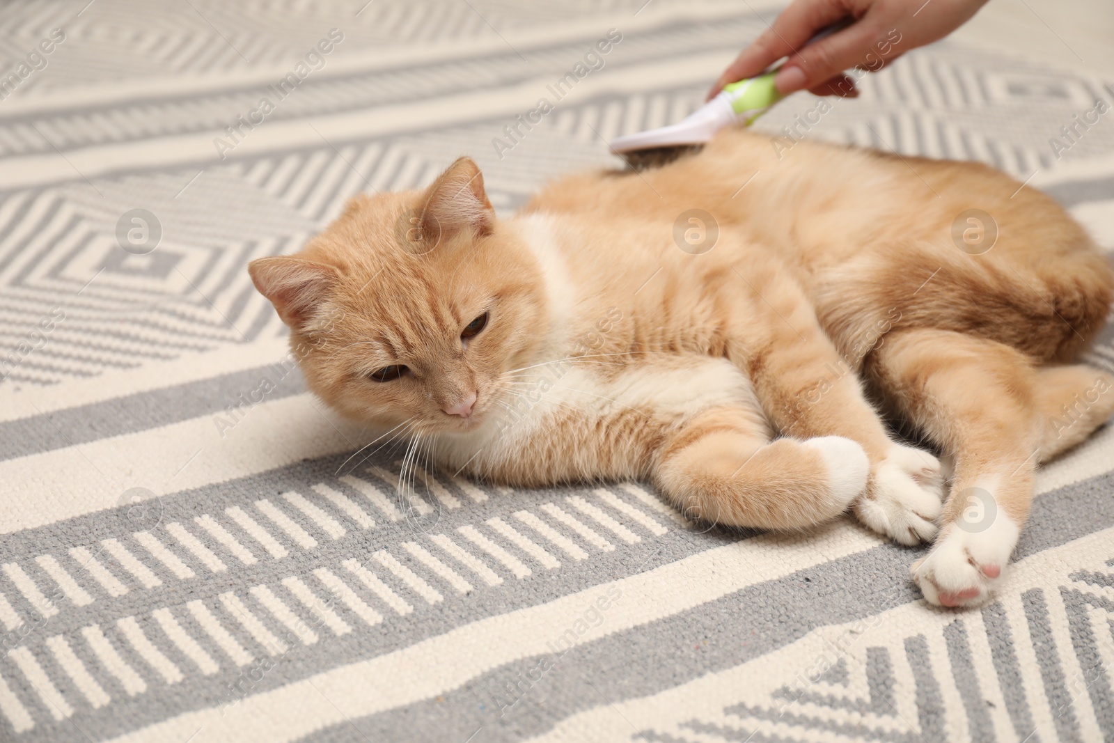 Photo of Woman brushing cat's hair on floor, closeup. Pet grooming