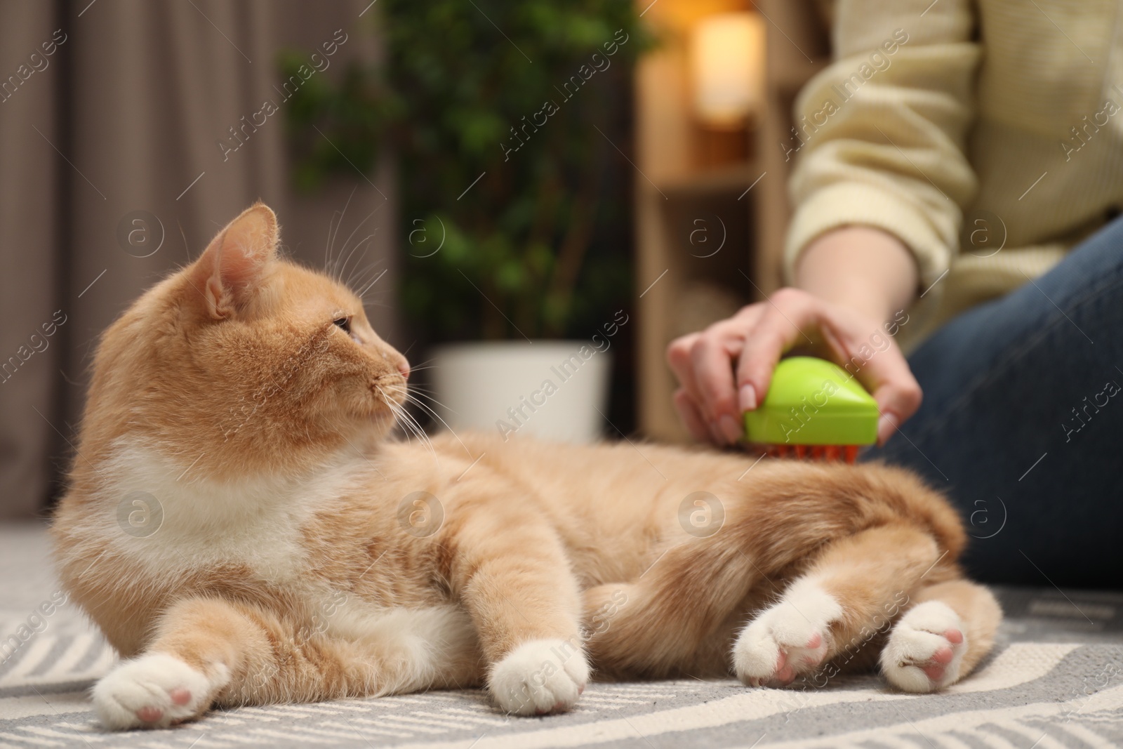 Photo of Woman brushing cat's hair on floor at home, closeup. Pet grooming