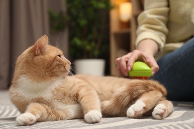 Photo of Woman brushing cat's hair on floor at home, closeup. Pet grooming