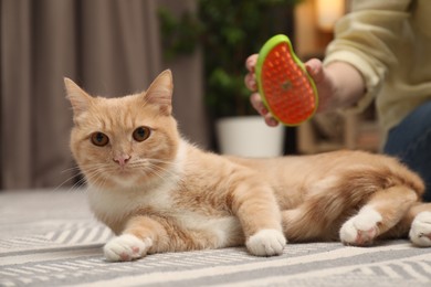 Photo of Woman brushing cat's hair on floor at home, closeup. Pet grooming