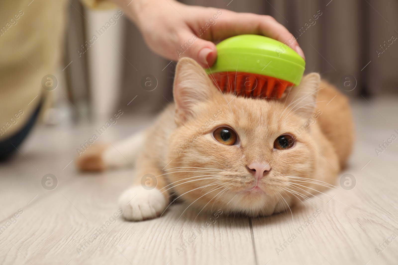 Photo of Woman brushing cat's hair on floor at home, closeup. Pet grooming