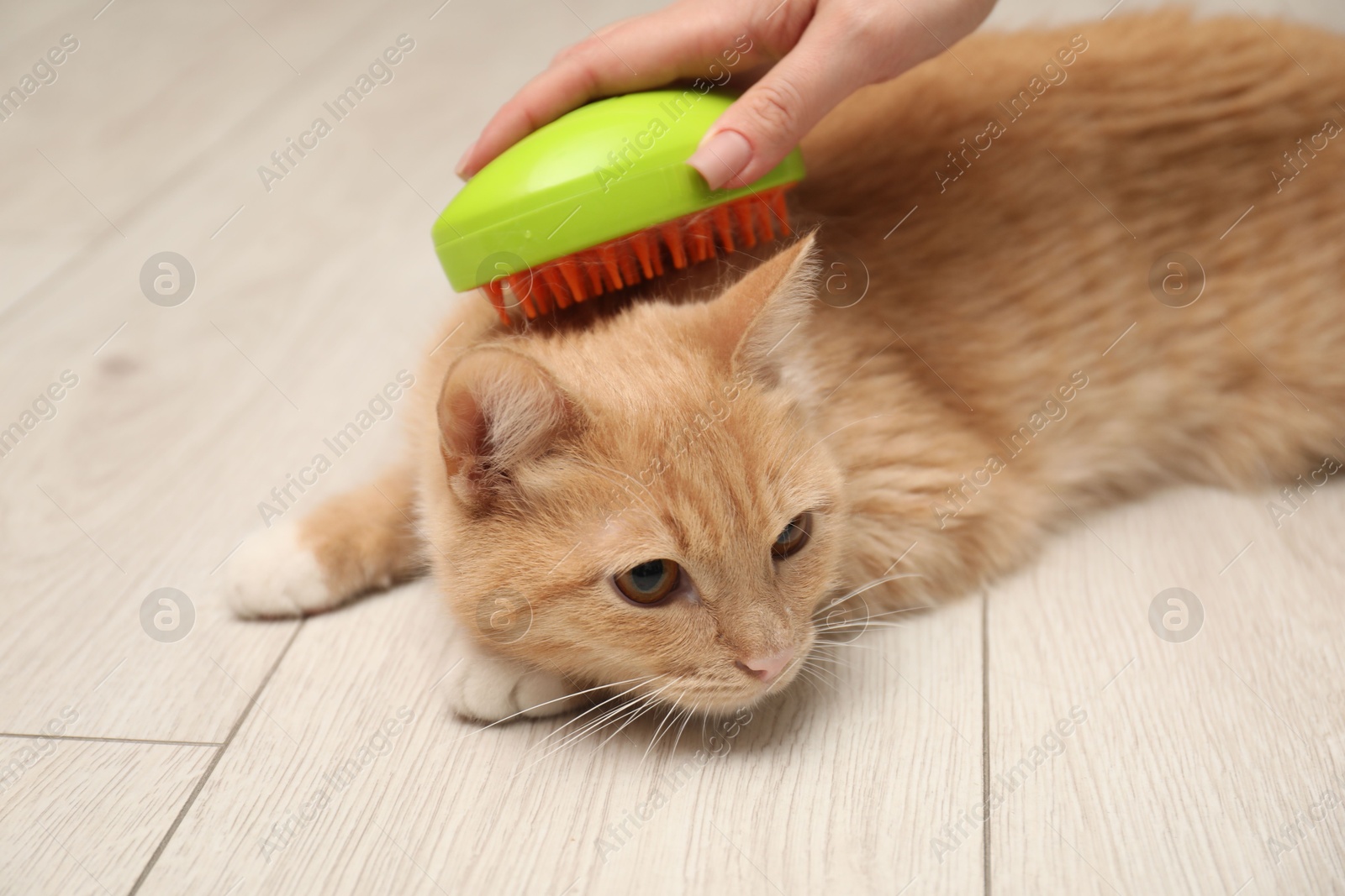 Photo of Woman brushing cat's hair on floor, closeup. Pet grooming