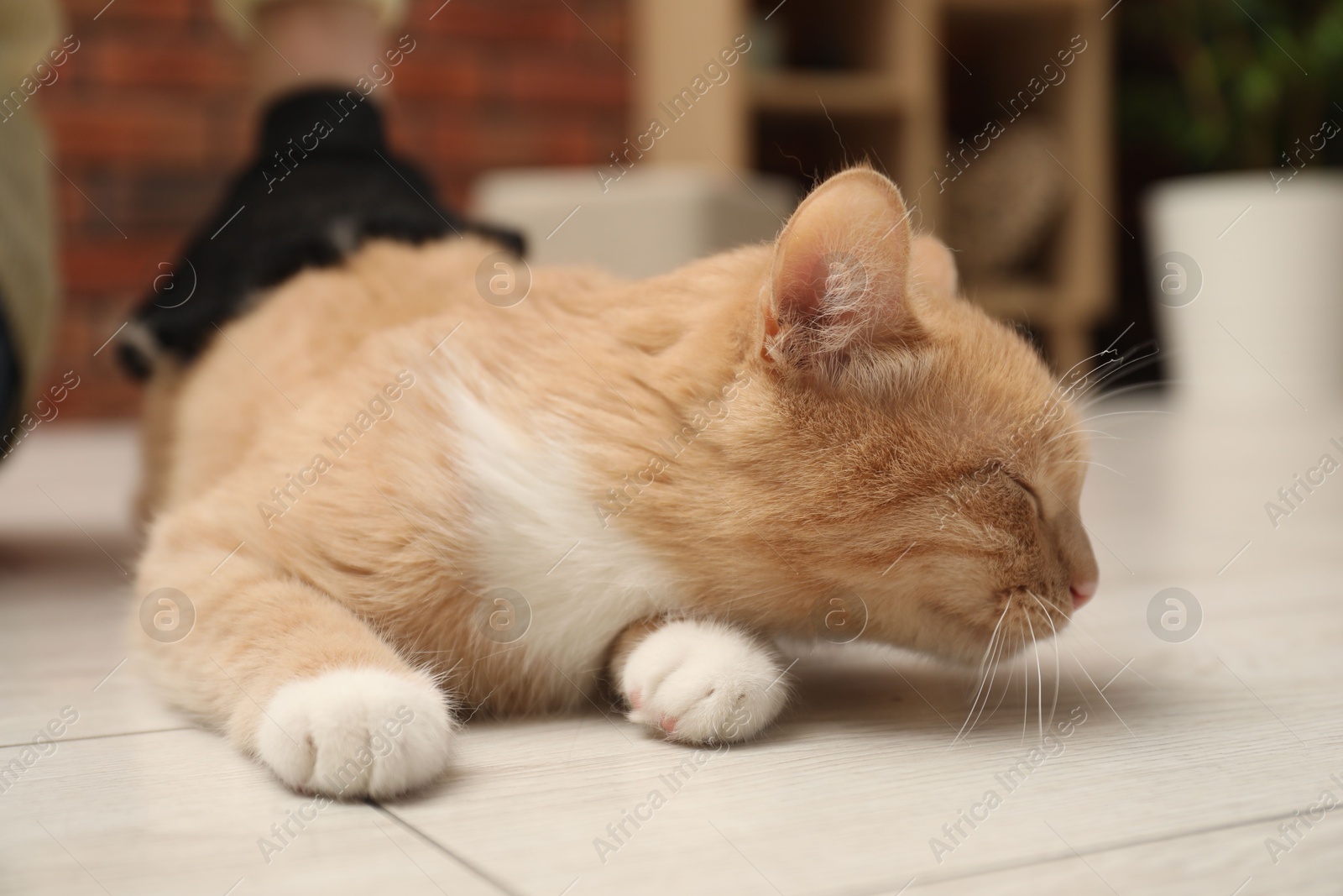 Photo of Woman brushing cat's hair with glove on floor at home, selective focus. Pet grooming