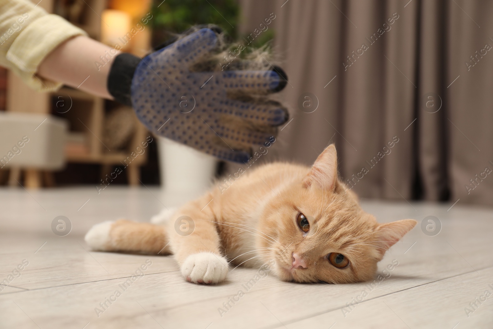 Photo of Woman brushing cat's hair with glove on floor at home, closeup. Pet grooming