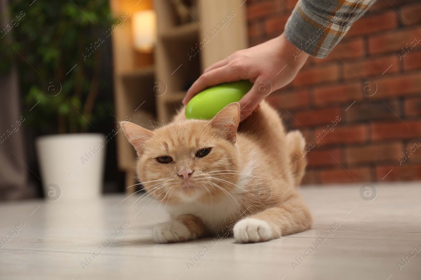 Photo of Woman brushing cat's hair on floor at home, closeup. Pet grooming