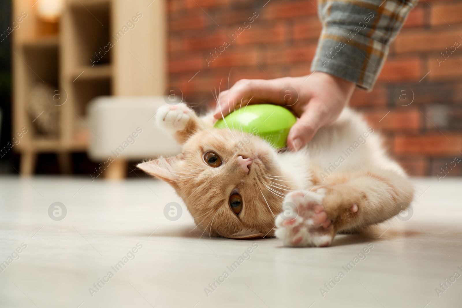 Photo of Woman brushing cat's hair on floor at home, closeup. Pet grooming