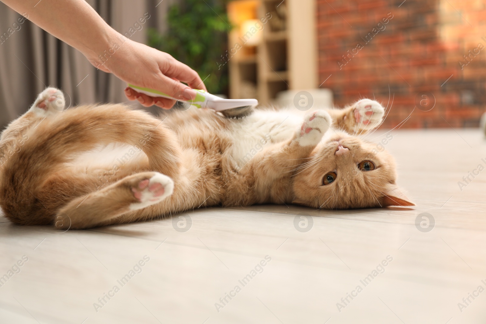 Photo of Woman brushing cat's hair on floor at home, closeup. Pet grooming