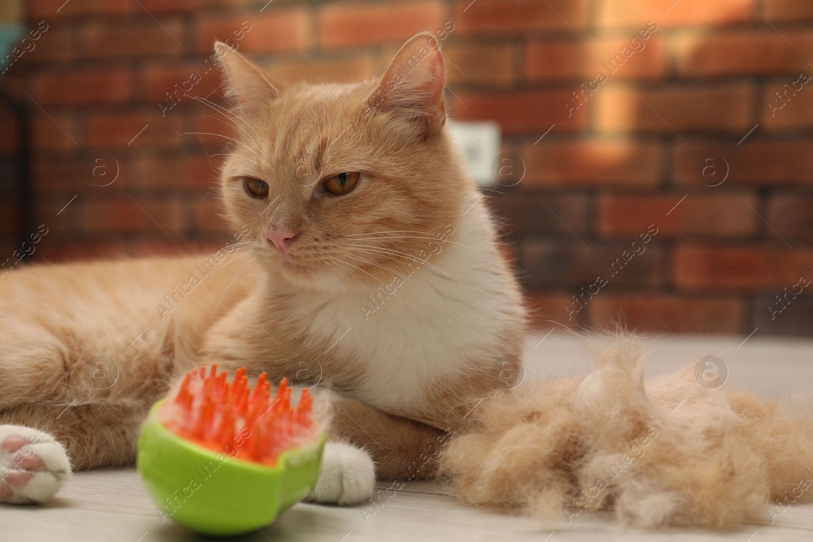 Photo of Cute ginger cat, brush and pile of pet's hair on floor at home, closeup