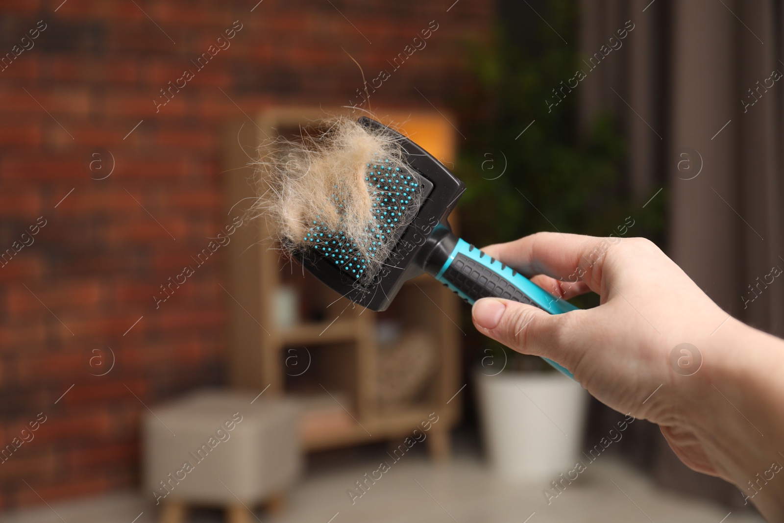 Photo of Woman holding grooming brush with pet's hair at home, closeup. Space for text