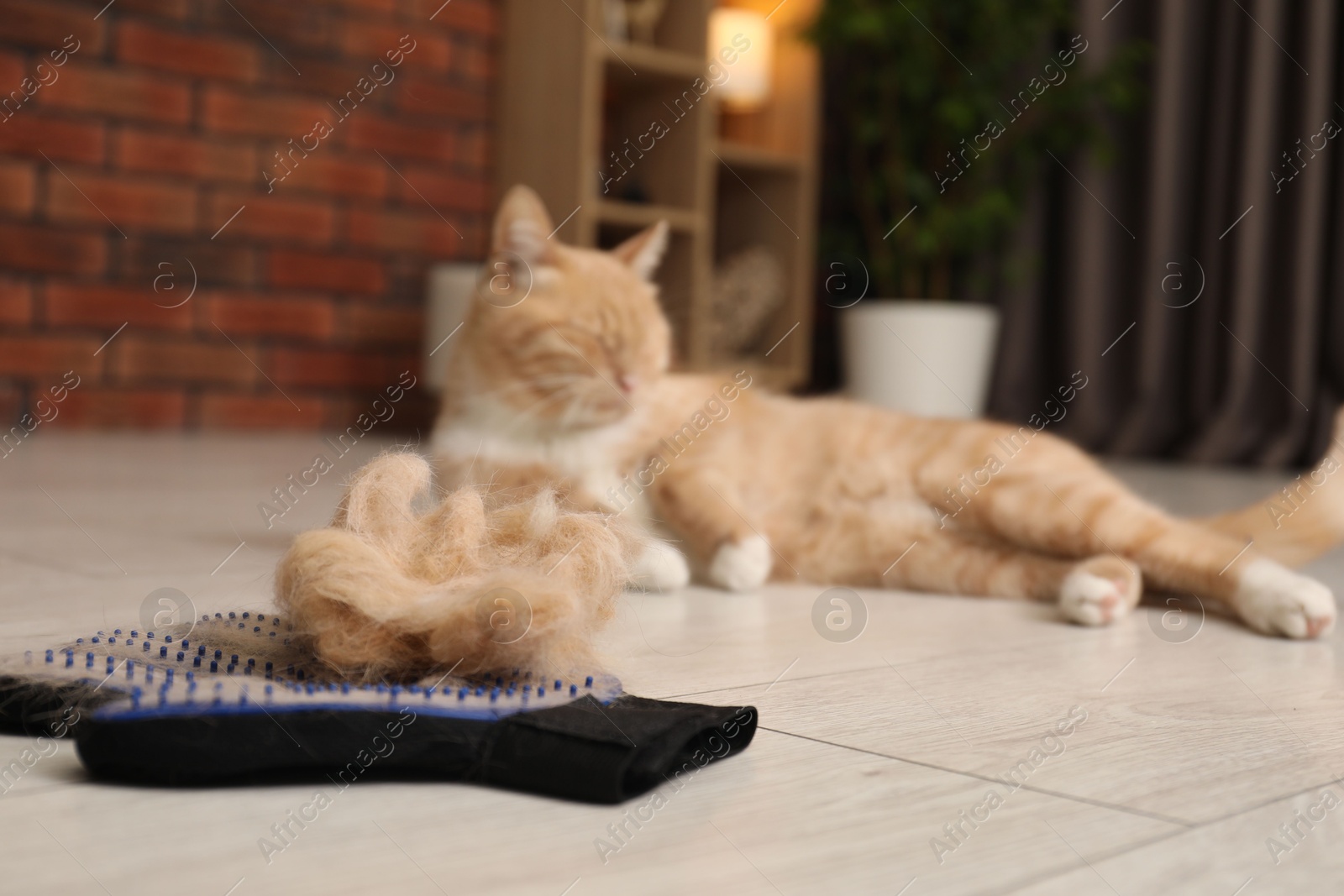 Photo of Grooming glove with pet's hair and cat on floor indoors, selective focus