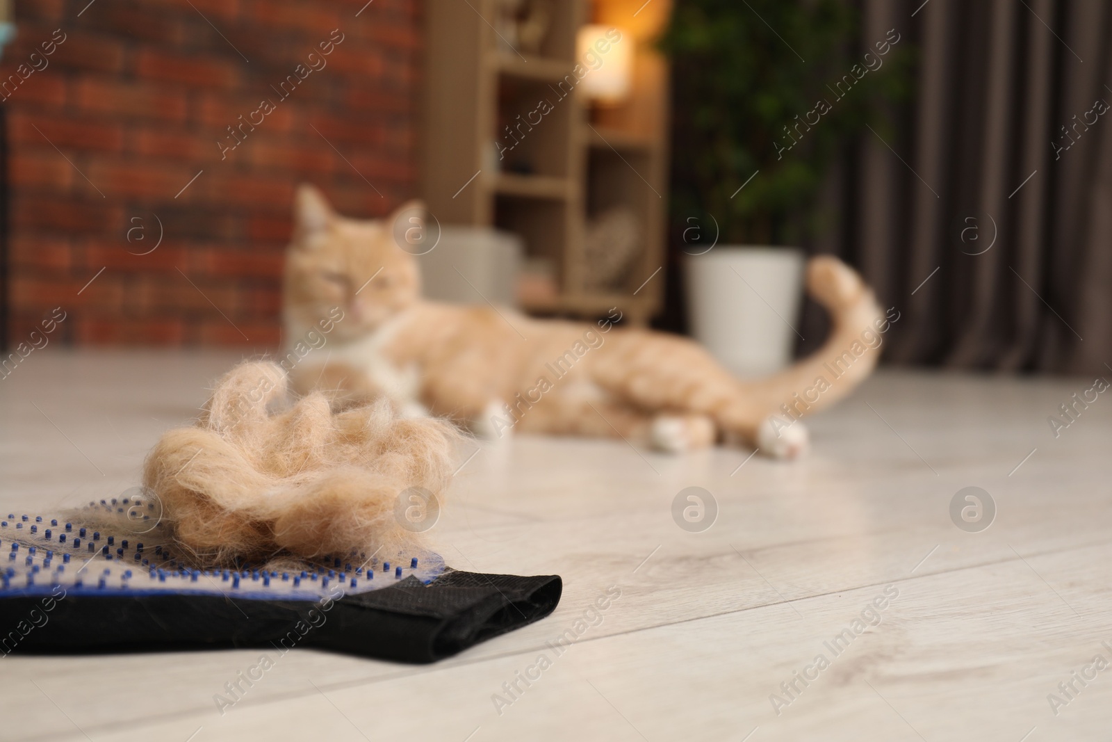 Photo of Grooming glove with pet's hair and cat on floor indoors, selective focus