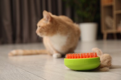 Photo of Brush with pet's hair and cat on floor indoors, selective focus