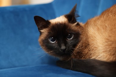 Photo of Adorable Thai cat resting on soft armchair, closeup. Space for text