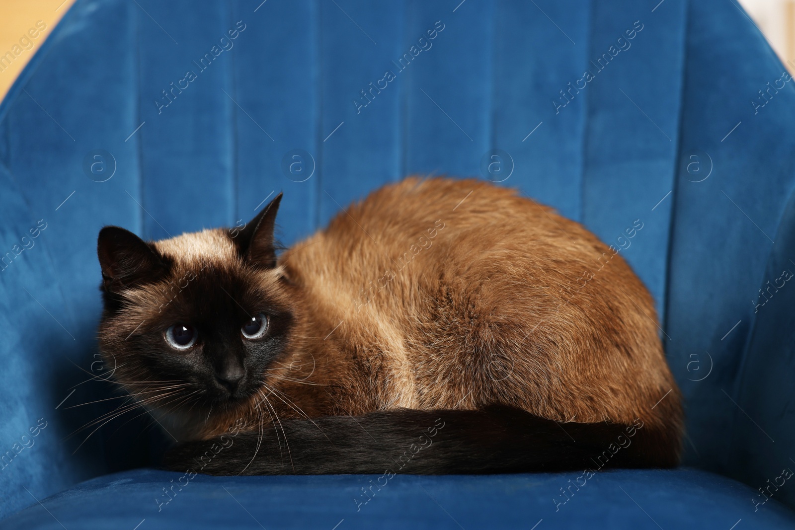 Photo of Adorable Thai cat resting on soft armchair