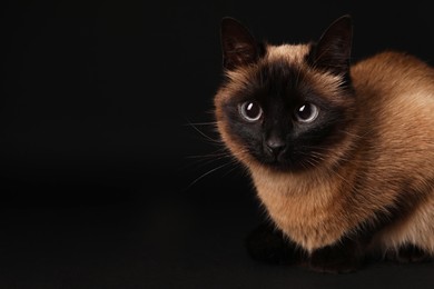 Photo of Thai cat with beautiful eyes on black background. Space for text