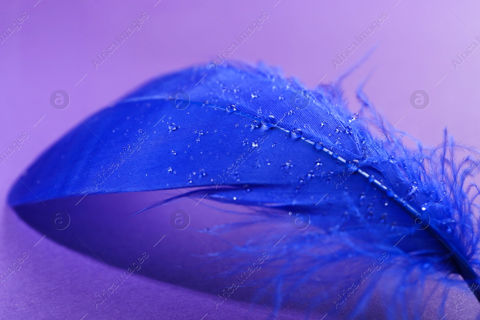 Photo of Fluffy blue feather on purple background, closeup