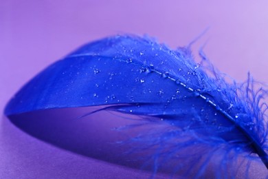 Fluffy blue feather on purple background, closeup