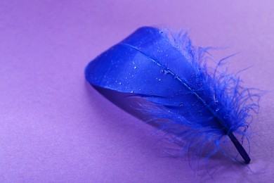 Fluffy blue feather on purple background, closeup