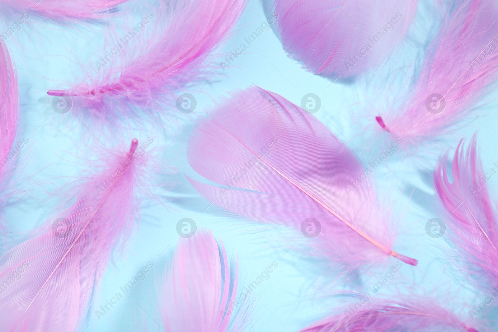 Photo of Fluffy pink feathers on light blue background, closeup