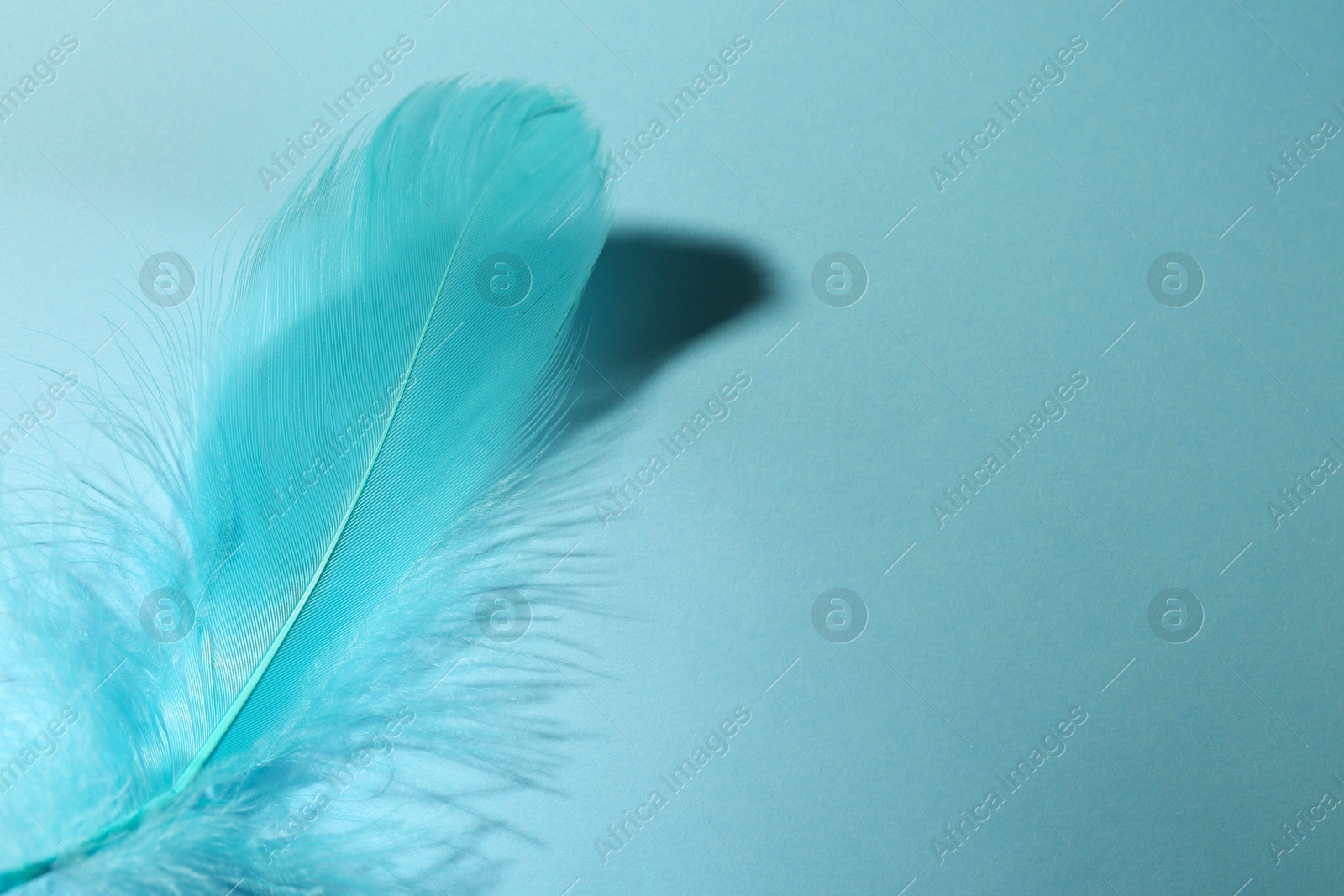 Photo of One fluffy feather on light blue background, closeup. Space for text