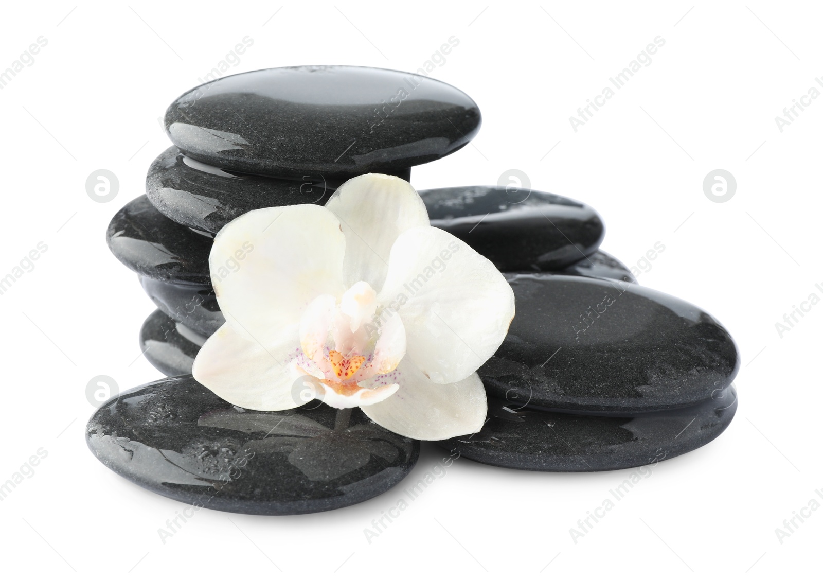 Photo of Wet spa stones and beautiful flower isolated on white